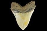 Serrated, Fossil Megalodon Tooth - North Carolina #147482-2